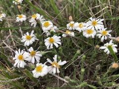 Chaetopappa ericoides