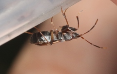 Togodolentus wrighti