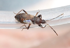 Togodolentus wrighti