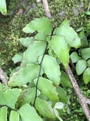 Adiantum petiolatum