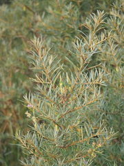 Hippophae