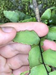 Adiantum petiolatum