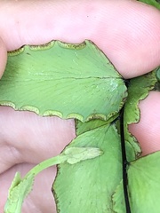 Adiantum petiolatum