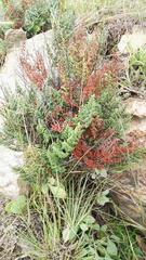 Cheilanthes viridis viridis