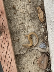 Elgaria multicarinata