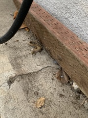 Elgaria multicarinata