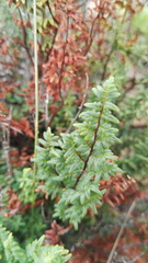 Cheilanthes viridis viridis