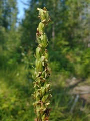 Platanthera huronensis