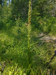 Platanthera huronensis
