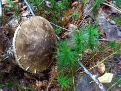 Leccinum variicolor