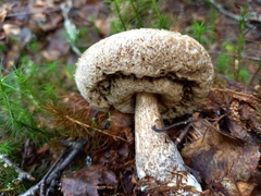 Leccinum variicolor