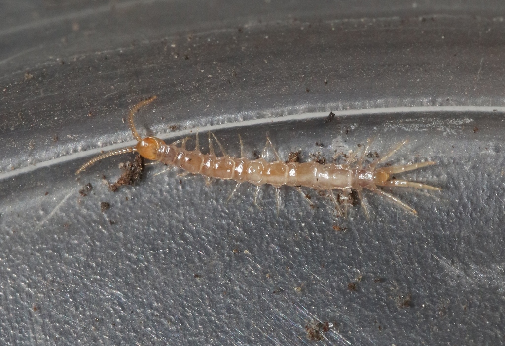 Kiberbius ogmopus