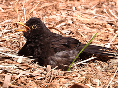 Turdus merula