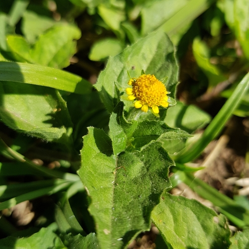 Image of Acmella caulirhiza by (c) Margaret Burger, some rights reserved (CC BY-SA)