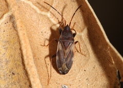 Togodolentus wrighti