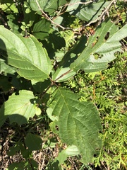 Rhamnus alnifolia