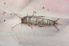 Allacrotelsa spinulata