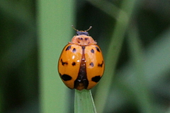 Harmonia octomaculata