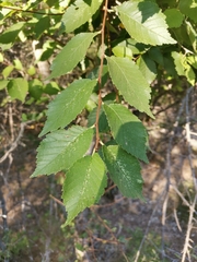 Ulmus minor canescens