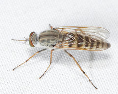 Pandivirilia