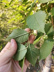 Ulmus minor canescens