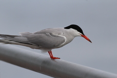 Sterna hirundo hirundo