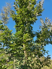 Ulmus minor canescens