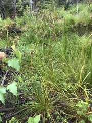 Scirpus atrocinctus