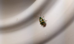 Diabrotica sexmaculata