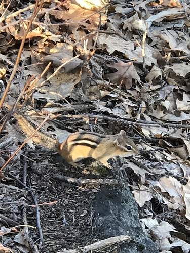 Eastern Chipmunk photographed in Vermont