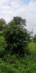 Hydrangea aspera