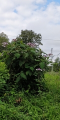 Hydrangea aspera