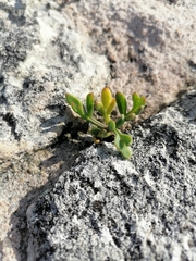 Crithmum maritimum