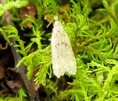 Dichomeris punctidiscellus