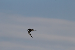 Sterna hirundo hirundo