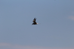 Sterna hirundo hirundo