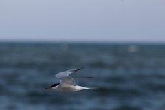 Sterna hirundo hirundo