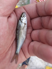 Alburnoides rossicus