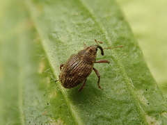 Trichosirocalus troglodytes