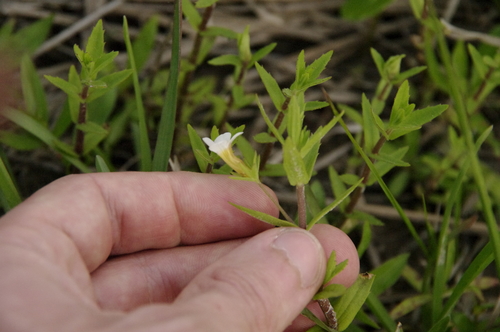 Sticky hedgehyssop (Gratiola brevifolia)