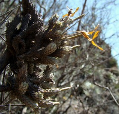 Tillandsia pedicellata