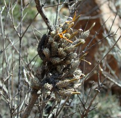 Tillandsia pedicellata