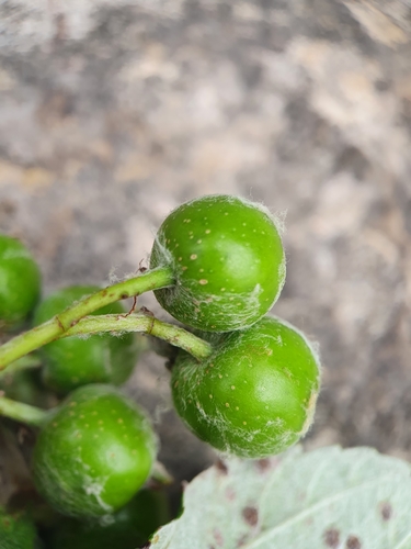 Aria lancastriensis, photograph 2