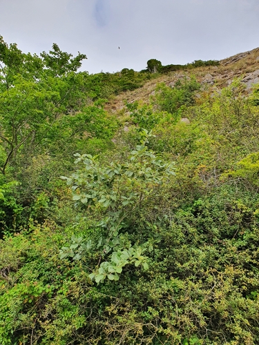 Aria lancastriensis, photograph 3