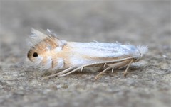 Phyllonorycter quercialbella