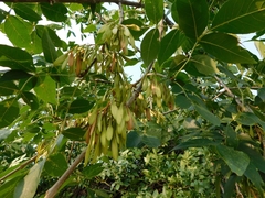 Fraxinus pennsylvanica