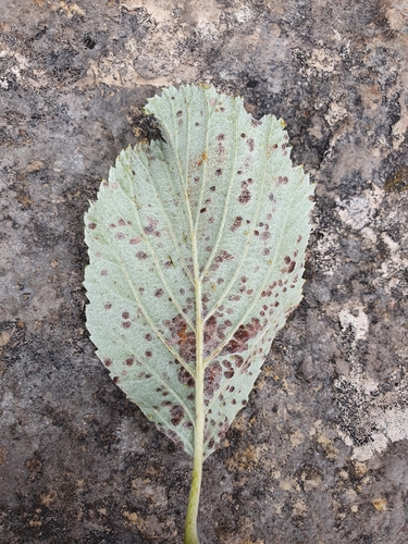 Aria lancastriensis, photograph 5