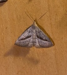 Macrochilo hypocritalis