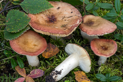Russula violaceoincarnata