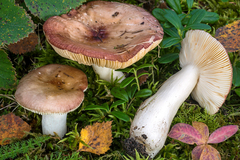 Russula violaceoincarnata